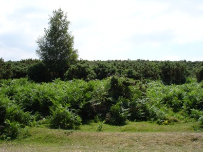 Veld