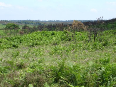 Veld
