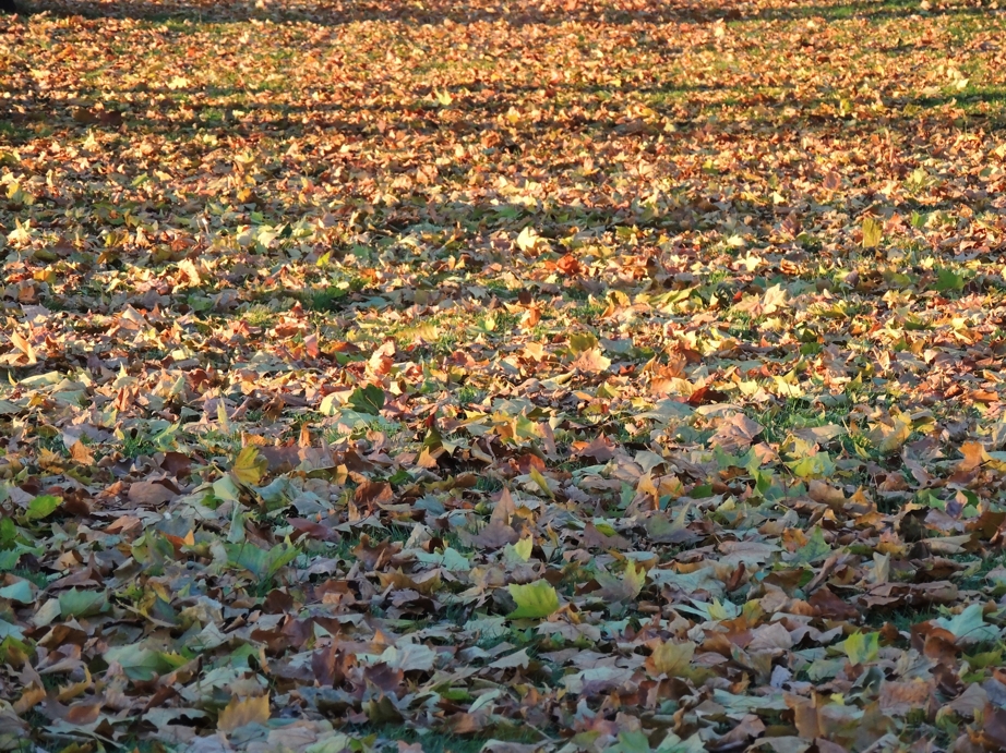 Park